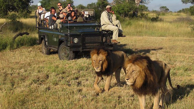south african safari